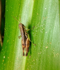 Pseudoxya diminuta