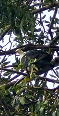 Columba leucomela