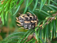 Adelges abietis