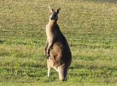 Macropus giganteus