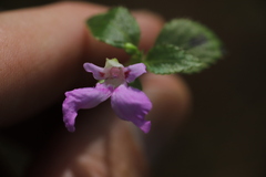 Impatiens mildbraedii