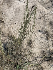 Artemisia nitrosa
