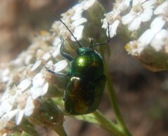 Cryptocephalus