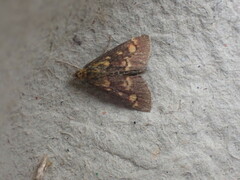 Pyrausta aurata