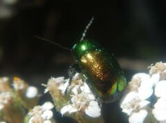Cryptocephalus