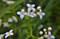 Asperula