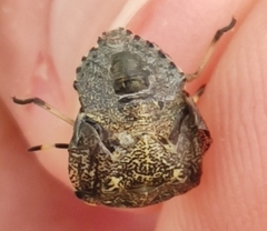 Rhaphigaster nebulosa