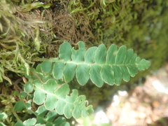 Asplenium ceterach