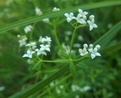 Asperula