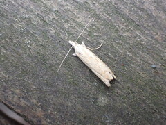 Agriphila geniculea