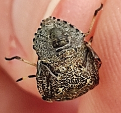 Rhaphigaster nebulosa