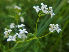Asperula