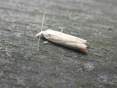 Agriphila geniculea