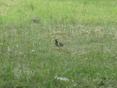 Vanellus indicus