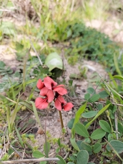 Indigofera procumbens