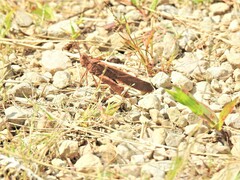 Dissosteira carolina