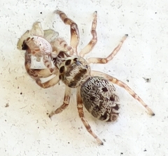 Eris militaris