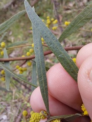Acacia verniciflua