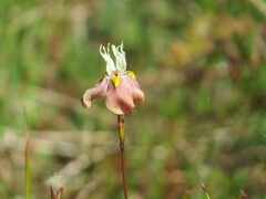 Moraea gawleri