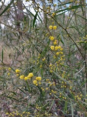 Acacia verniciflua