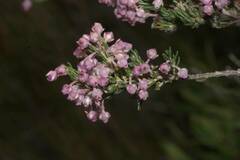 Erica excavata