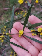 Acacia verniciflua