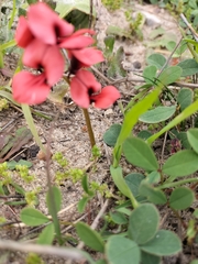 Indigofera procumbens
