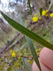 Acacia verniciflua