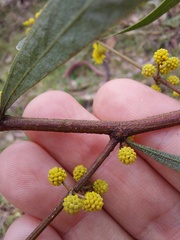 Acacia verniciflua