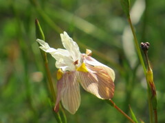 Moraea gawleri
