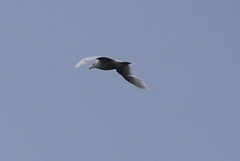 Larus hyperboreus