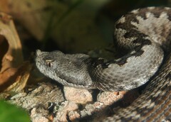 Vipera latastei