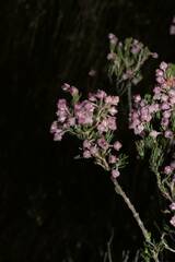 Erica excavata