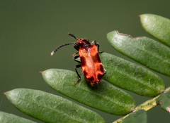 Lemodes coccinea