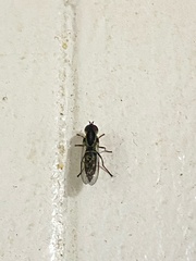 Diptera