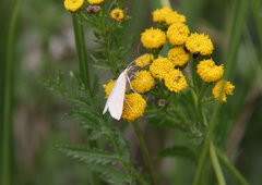 Udea lutealis