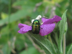 Cryptocephalus