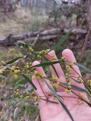 Acacia verniciflua