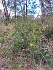 Acacia verniciflua