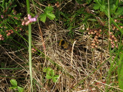 Bombus lucorum