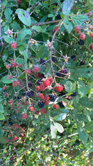 Rubus allegheniensis