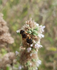 Eristalis pertinax