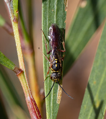 Thynninae