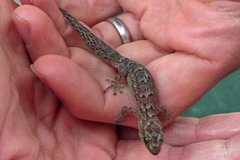 Christinus marmoratus