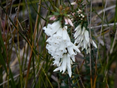 Epacris impressa