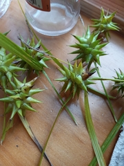 Carex grayi