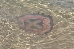 Pseudorhiza haeckeli