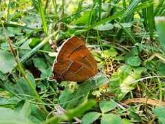 Thecla betulae