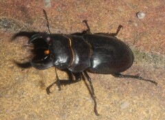 Lucanus barbarossa