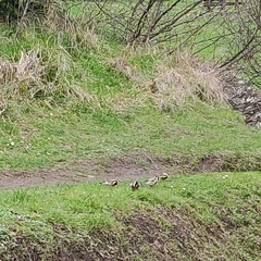 Carduelis carduelis britannica